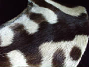 Close up of making on tail of Zebra